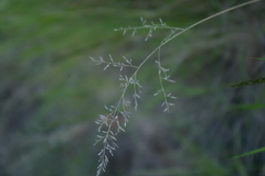 Eragrostis lehmanniana