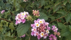 Lantana camara