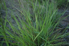 Eragrostis lehmanniana