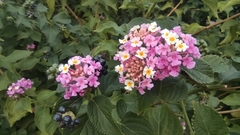 Lantana camara