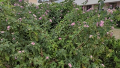 Lantana camara