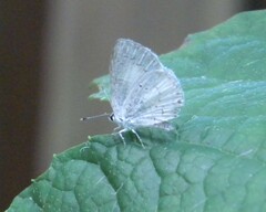 Celastrina neglecta