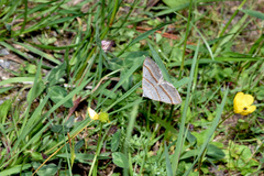 Scotopteryx