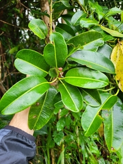 Sapium laurocerasus