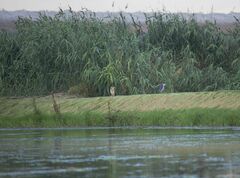 Nycticorax nycticorax nycticorax