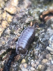 Cylisticus