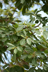 Ficus burkei