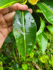 Sapium laurocerasus