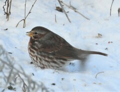 Passerella iliaca iliaca