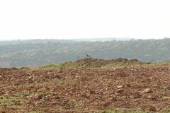 Melierax canorus canorus