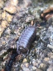Cylisticus