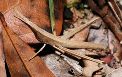 Achurum carinatum