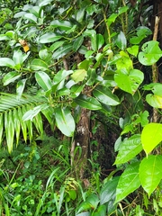 Sapium laurocerasus