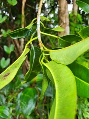 Sapium laurocerasus