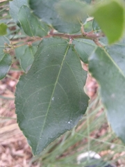 Ceratonia siliqua