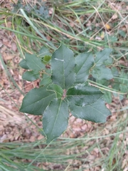 Ceratonia siliqua