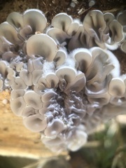 Fungi