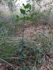 Ceratonia siliqua