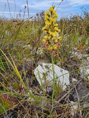 Tritoniopsis parviflora parviflora