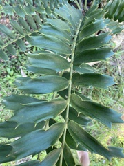 Encephalartos ferox