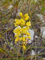 Tritoniopsis parviflora parviflora