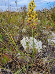 Tritoniopsis parviflora parviflora
