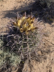 Ferocactus wislizeni