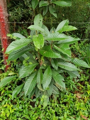 Eriobotrya japonica
