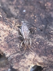 Entomobryomorpha
