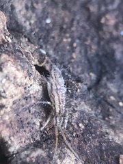 Entomobryomorpha