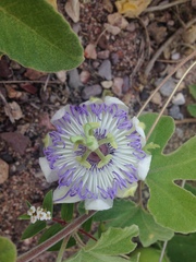 Passiflora arida