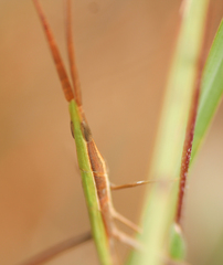 Achurum carinatum