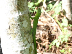 Anolis garmani
