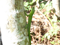 Anolis garmani