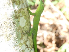 Anolis garmani
