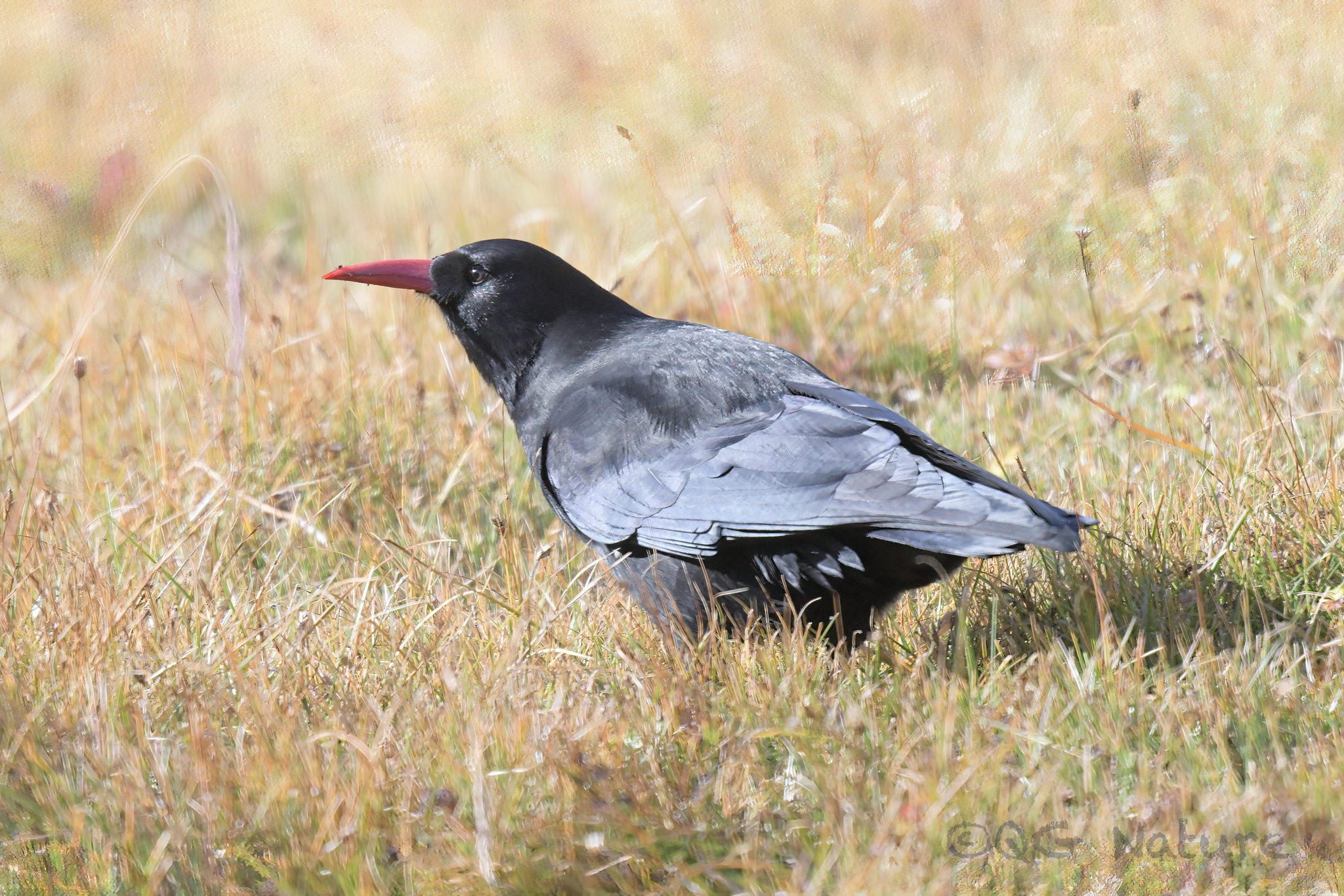 Red-billed Chough