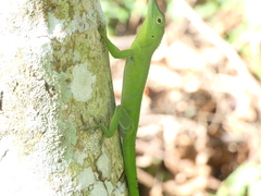 Anolis garmani