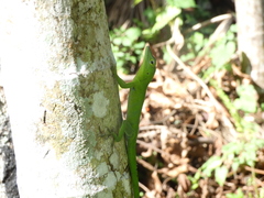 Anolis garmani