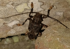 Lagocheirus binumeratus