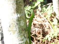 Anolis garmani