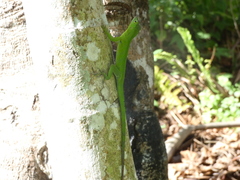 Anolis garmani