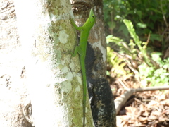 Anolis garmani