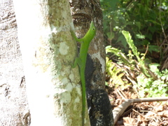 Anolis garmani