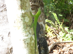 Anolis garmani