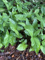 Syngonium