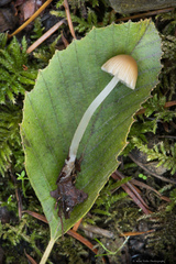 Galerina semilanceata