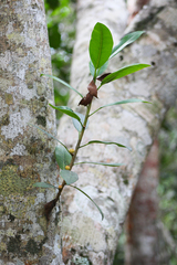 Ficus aurea