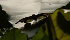 Pyrginae