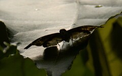 Pyrginae