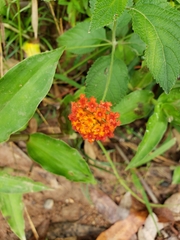 Lantana horrida
